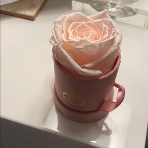 Venus et Fleur Single Pink Rose